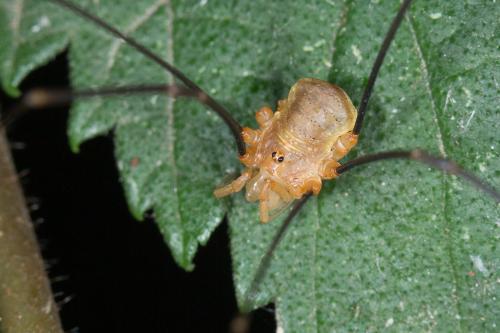 Réf. 240 729 : Opilio canestrinii