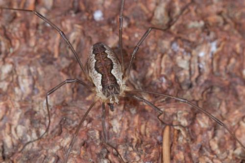 Réf. 240 178 : Mitopus morio