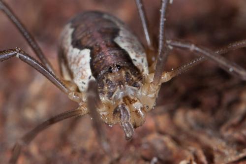 Réf. 240 179 : Mitopus morio
