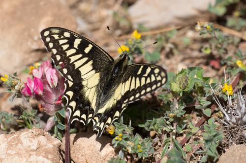 Papilio hospiton