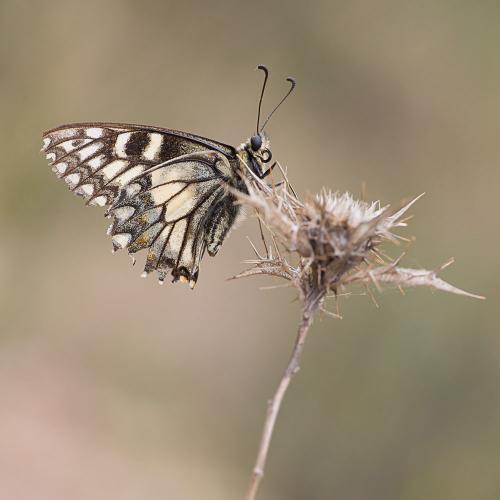 Papilio hospiton