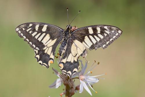 Réf. 240 652 : Papilio machaon