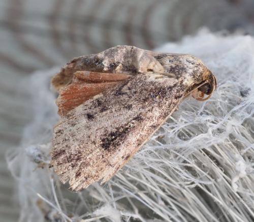 Réf. 240 532 : Amphipyra sp.
