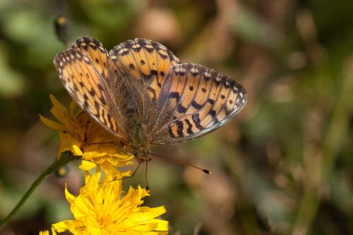 Argynnis aglaja