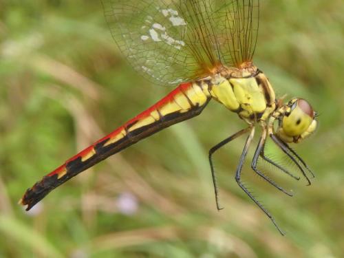 Réf. 240 668 : Sympetrum parvulum