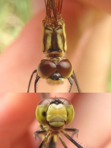 Réf. 240 669 : Sympetrum parvulum