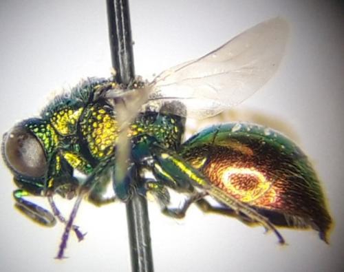 Réf. 240 246 : Pseudomalus pusillus