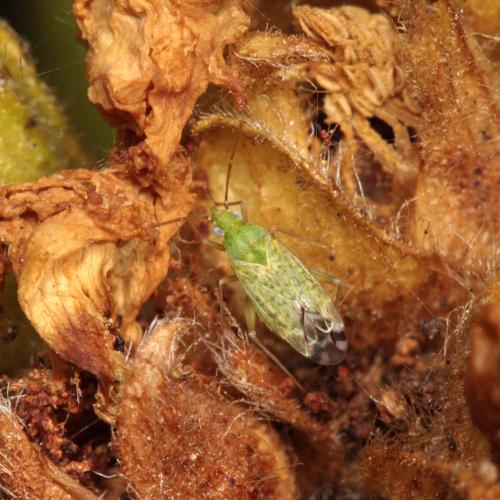 Réf. 240 256 : Macrotylus atricapillus