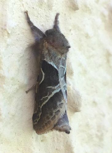 Triodia sylvina