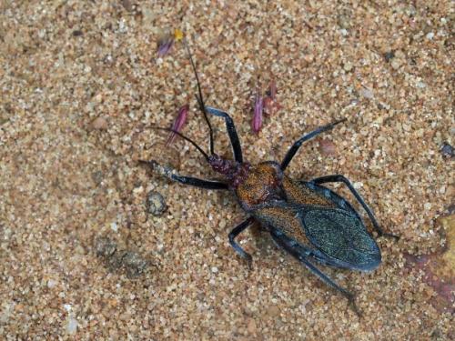 Harpactorinae