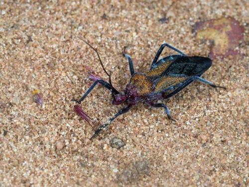 Harpactorinae