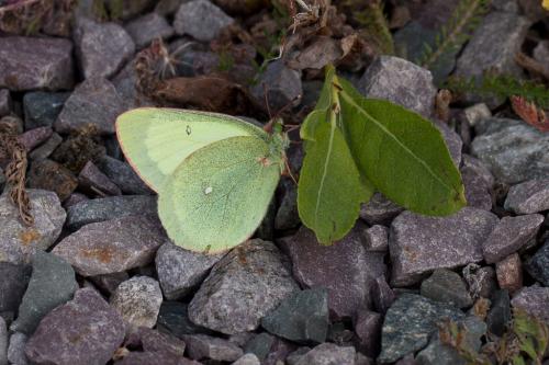 Colias palaeno