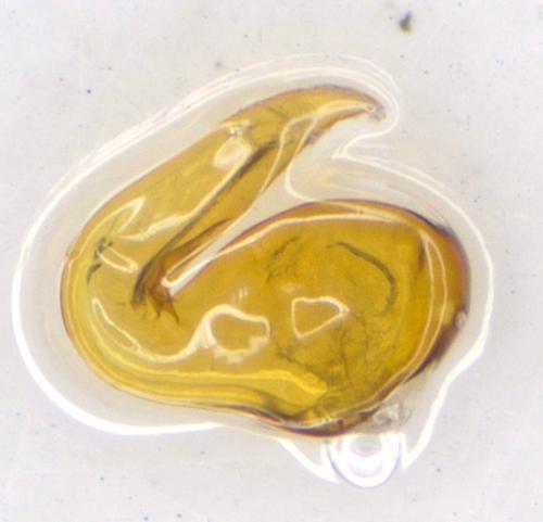 Otiorhynchus stricticollis juniperi