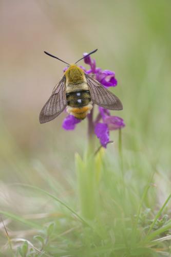 Hemaris tityus