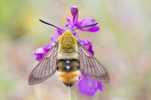 Hemaris tityus
