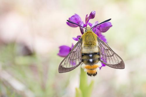 Hemaris tityus