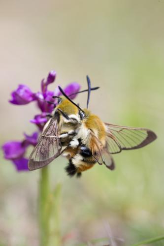 Hemaris tityus