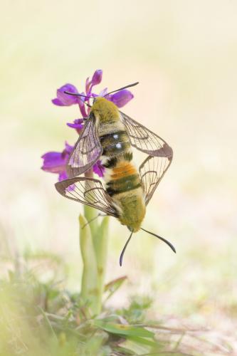 Hemaris tityus