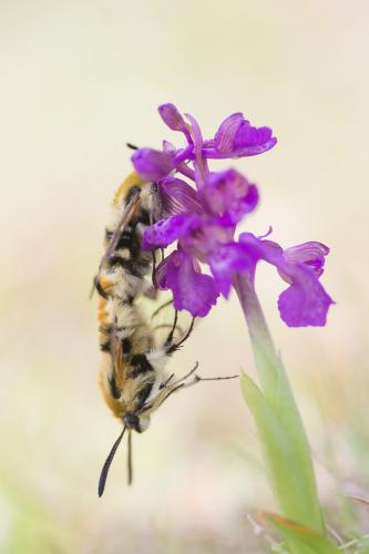 Hemaris tityus