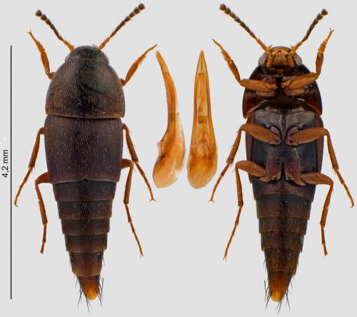 Réf. 240 156 : Sepedophilus testaceus