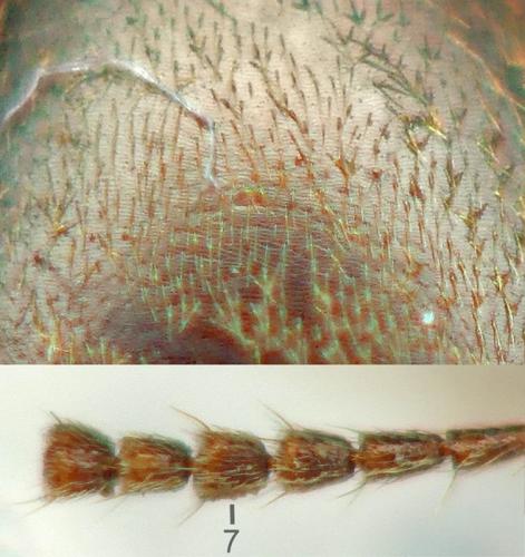 Réf. 240 715 : Sepedophilus testaceus