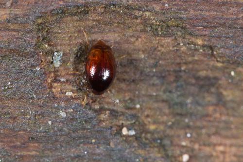 Réf. 240 726 : Scaphisoma sp.