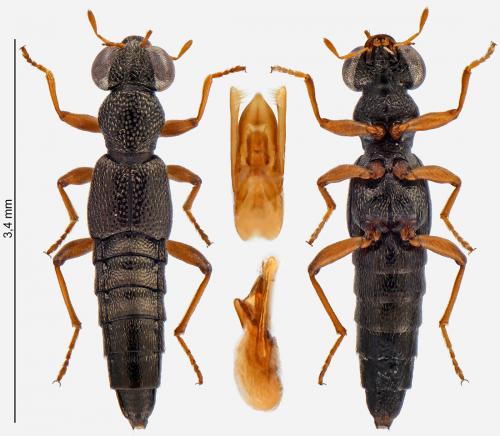 Réf. 240 936 : Stenus ludyi