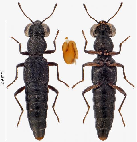 Stenus fuscicornis