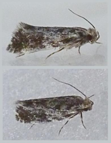 Dryadaula heindeli