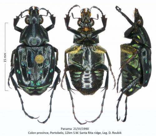 Dialithus scintillans