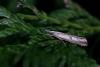 240781 – Photo : Richard Goldstein – France (86)