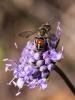 240400 – Photo : Danièle Tixier-Inrep – France (30)