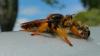 240314 – Photo : Cyril fouque – France (34)