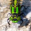 240913 – Photo : Christian Dutto – Japon