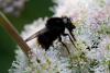 240769 – Photo : Pierre Duhem – France (73)