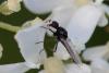 240802 – Photo : Pierre Duhem – France (73)