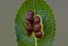 240813 – Photo : Pierre Duhem – France (73)