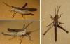 240909 – Photo : Didier Levasseur – Thaïlande
