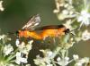 240241 – Photo : Jean-Michel GAREL – France (89)
