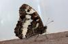 240514 – Photo : alain Roujas – France (31)