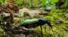 240882 – Photo : chrisoneye – France (11)