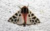 240014 – Photo : alain Roujas – France (31)