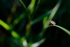 240081 – Photo : Alexis Mossler – France (74)
