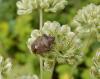 240628 – Photo : Maria Justamond – France (59)