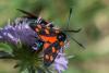 240829 – Photo : Bernard Saquet – France (12)