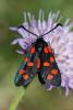 240828 – Photo : Bernard Saquet – France (12)