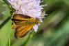 240804 – Photo : Bernard Saquet – France (12)