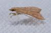 240210 – Photo : Fabricius – France (13)