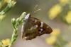 240413 – Photo : Michel Mathieu – France (34)