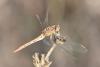 240412 – Photo : Michel Mathieu – France (34)